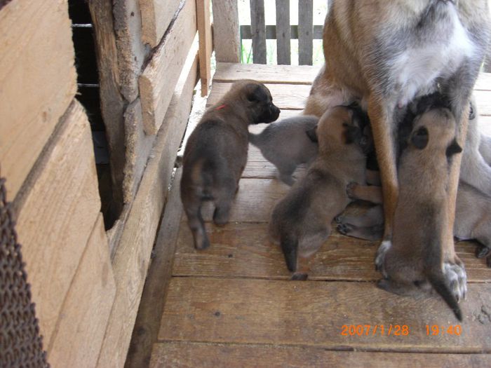 CIMG0749 - femela malinois Layca