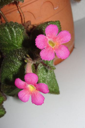 Pinkiscia - Episcia cu floare roz