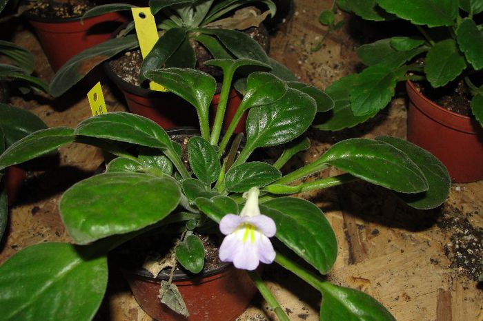 Spadiciformis - Chirita