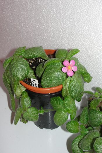 Harmony's Pink Delight