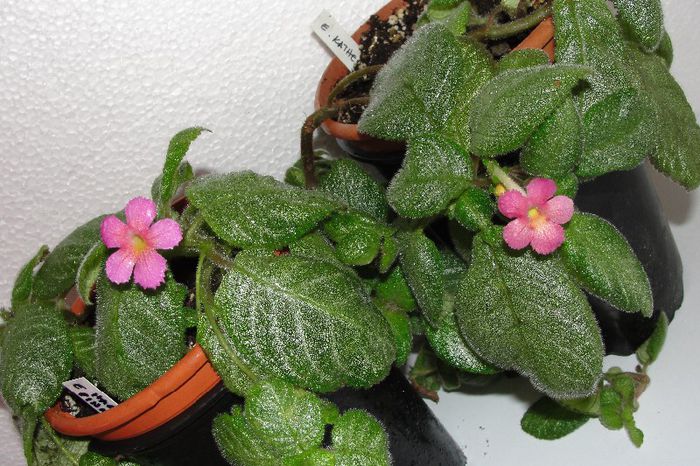 Katherine si Harmony's Pink Delight - Episcia cu floare roz