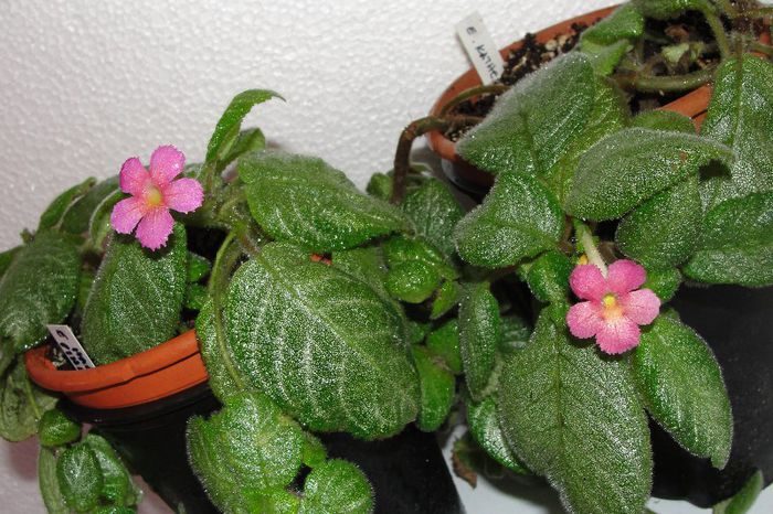  - Episcia cu floare roz