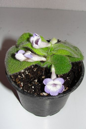 fimbriata Blue Heaven