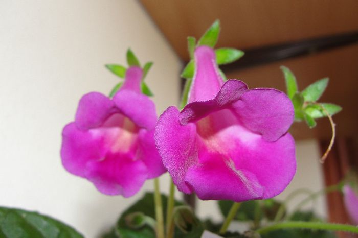  - Sinningia-1