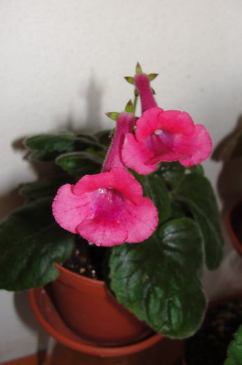 SRG's Melon Delishs - Sinningia-1