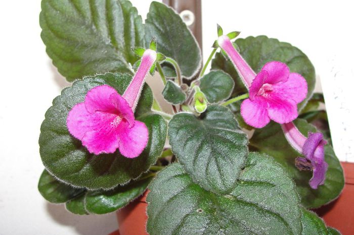 SG's Wild Cherry - Sinningia-1