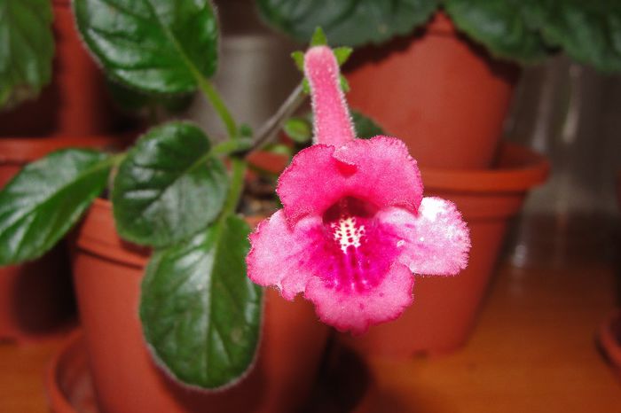 SRG's Rosy Love - Sinningia-1