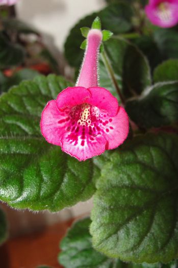 KC's Lovely Rose - Sinningia-1