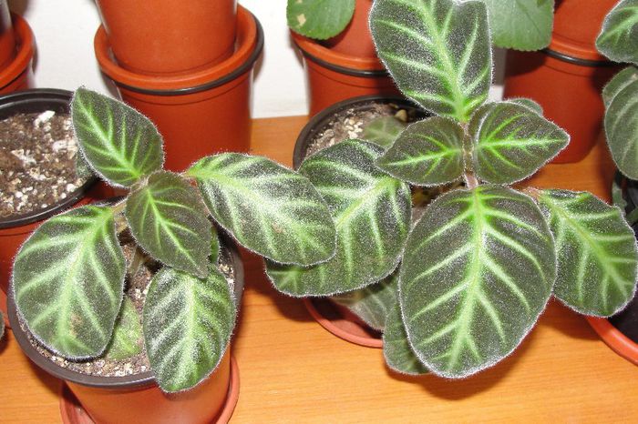 Gloxinella lindeniana - Alte gesneriaceae