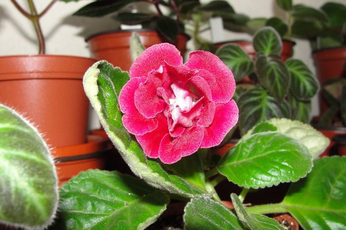 SRG's Sterling Red - Sinningia-1