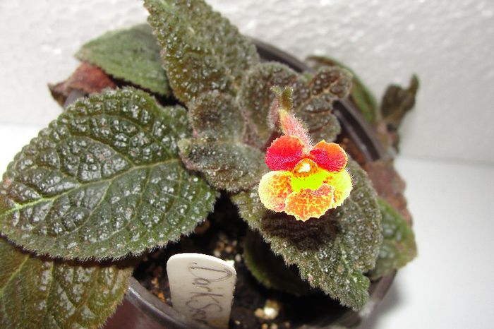  - Episcia D