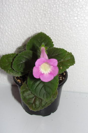 HCY's Persephone - Sinningia-1
