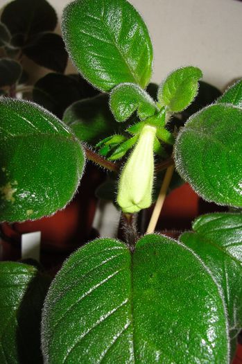 Conspicua - Sinningia-1