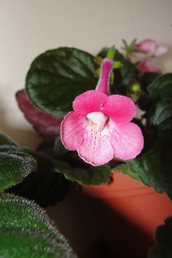 SRG's Dream Pink - Sinningia-1
