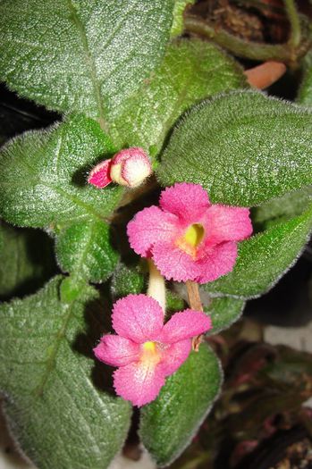  - Episcia cu floare roz