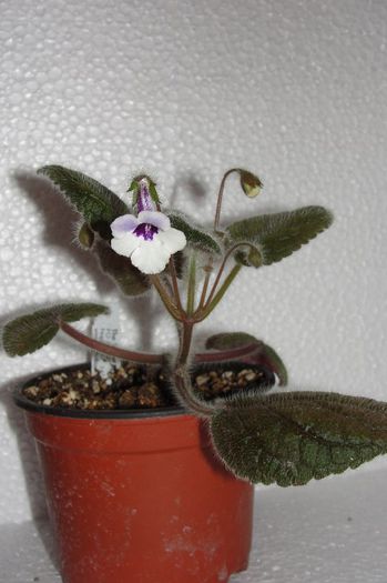 Amizade - Sinningia-1