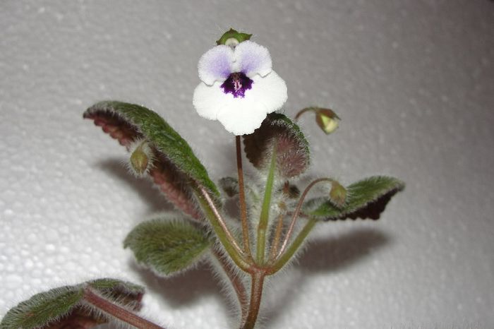 Amizade - Sinningia-1