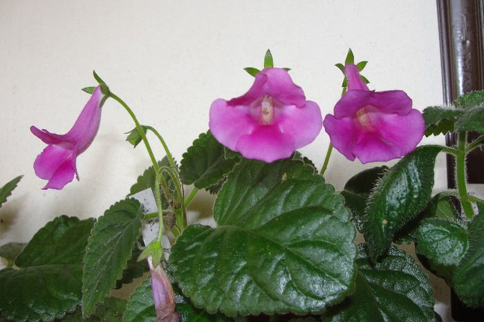 HCY's Lady Lady - Sinningia-1