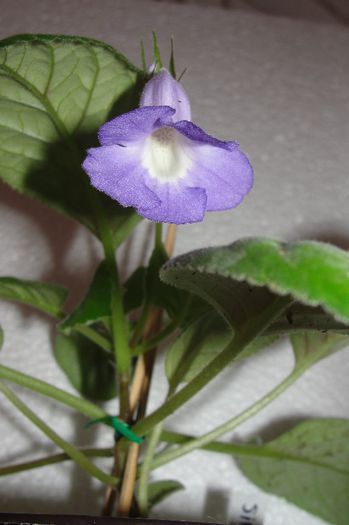 Blue Ciel - Sinningia-1