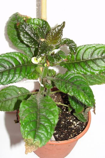 Nautilocalyx Forgetii - Alte gesneriaceae