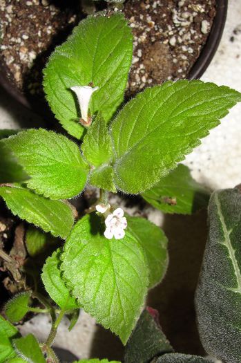 Diastema Vexans - Alte gesneriaceae