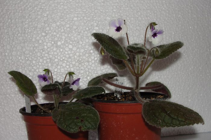 Amizade - Sinningia-1