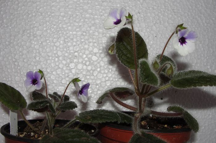 Amizade - Sinningia-1