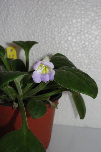 Spadiciformis - Chirita