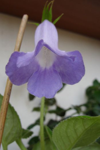  - Sinningia-1