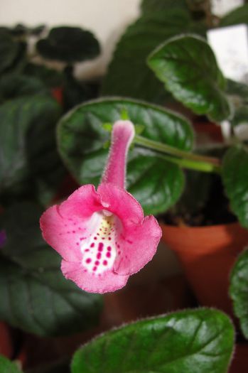 An's Sparrow Pink - Sinningia-1