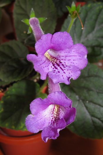 SRG's Blue Eruption - Sinningia-1
