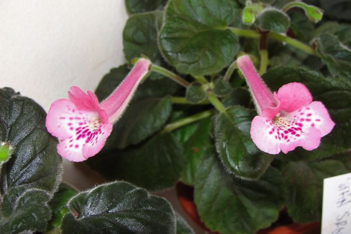 SRGs Joyful Eruption - Sinningia-1
