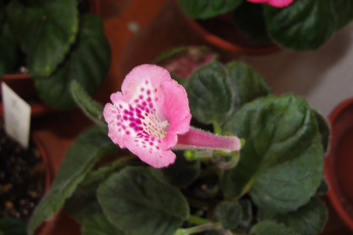 SRGs Pink Diamond - Sinningia-1