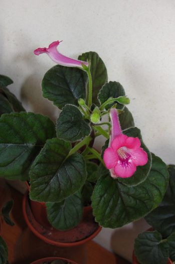 SRGs Neon Belle - Sinningia-1