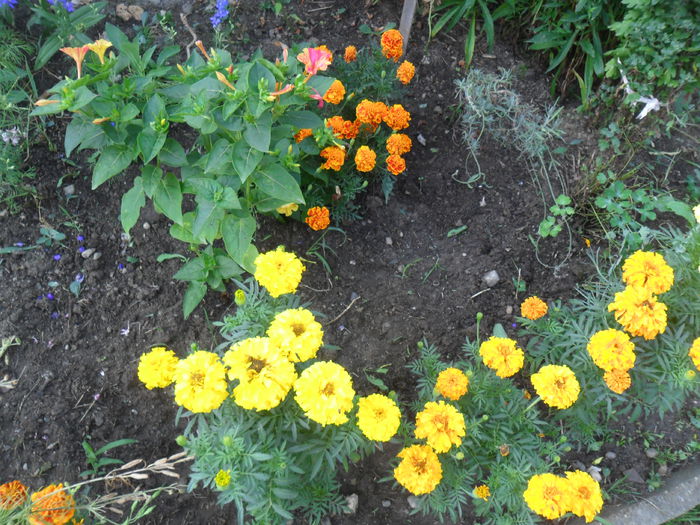 craite pitice - diverse - flori de gradina 2013