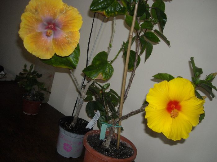 Tahitian Sophistication + Athenacus