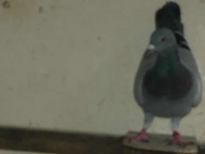 P1030240