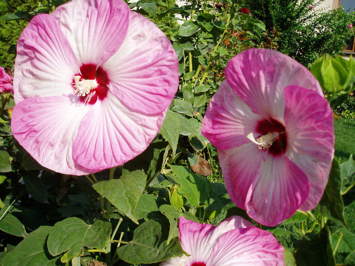 P1010549 - Hibiscus Moscheutous 2013