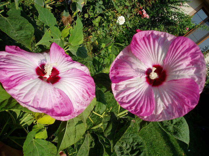 P1010548 - Hibiscus Moscheutous 2013