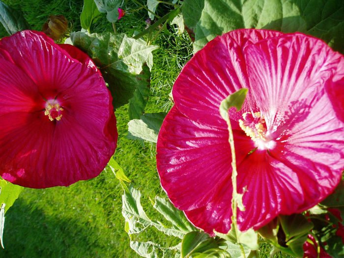 P1010544 - Hibiscus Moscheutous 2013