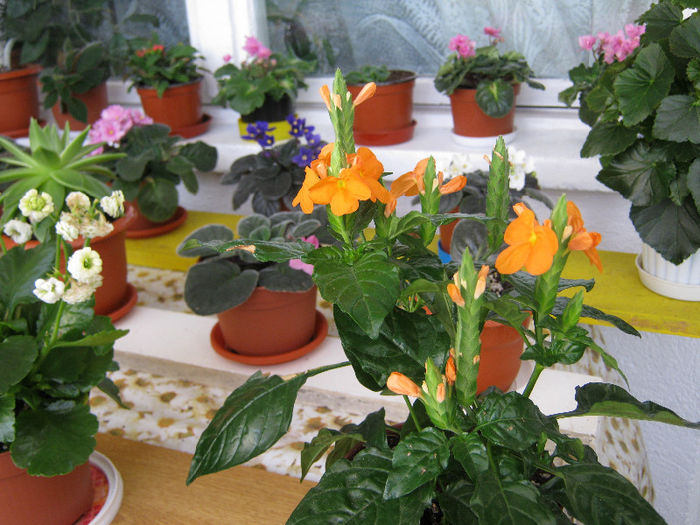 IMG_0714 - Florile mele 2