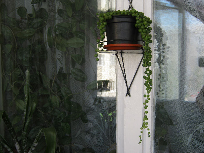 IMG_0716 - Florile mele 2