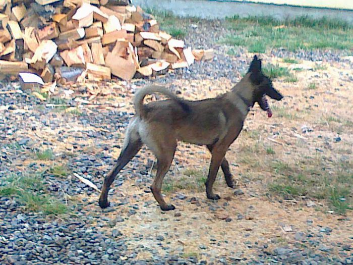 100820131234 - Vand ciobanesc malinois femela 6 luni jumate