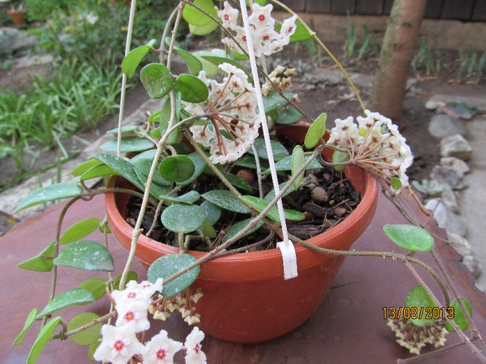 IMG_0664 - HOYA-2013