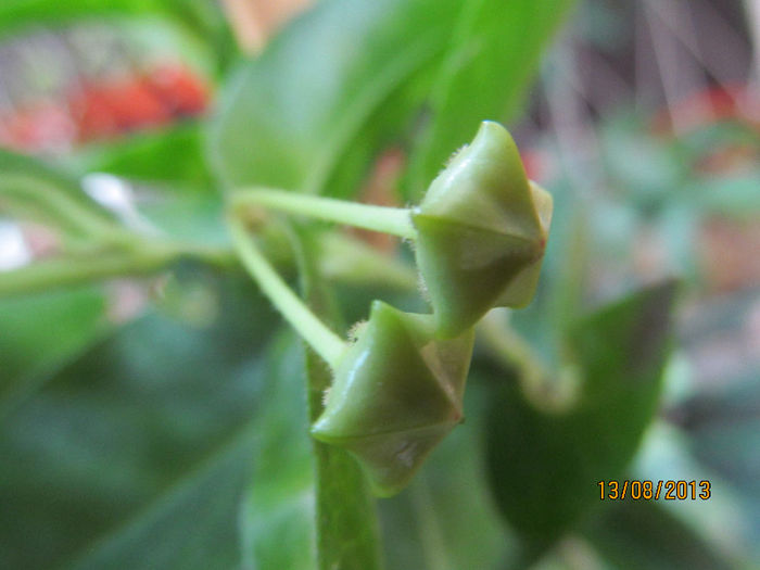 hoya cummingiana - HOYA-2013