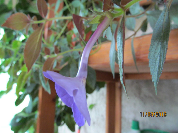 IMG_0646 - ACHIMENES 2013