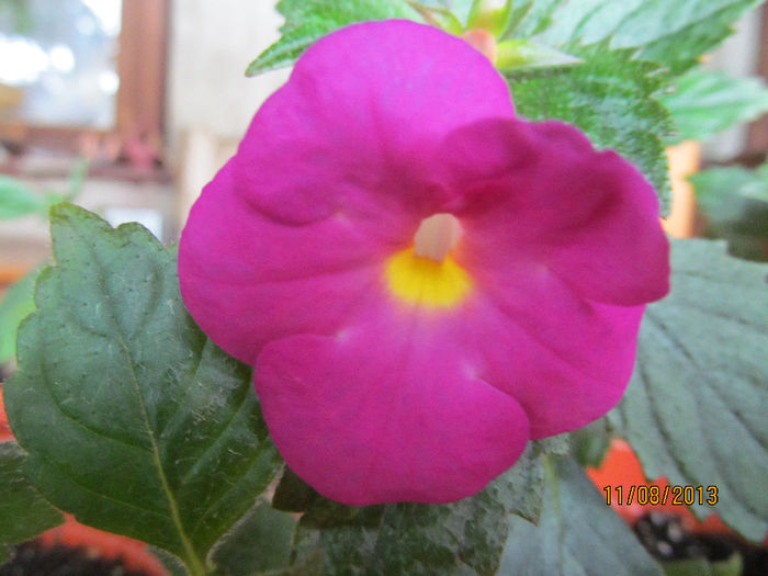 elegance(prima floare fara puncte!)