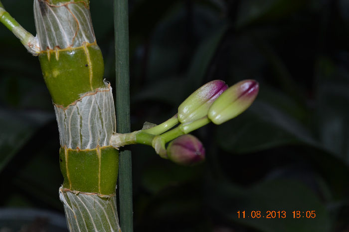 DSC_0493 - Dendrobium nobile