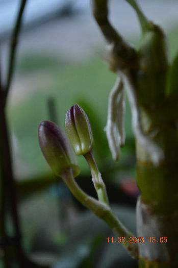 DSC_0494 - Dendrobium nobile