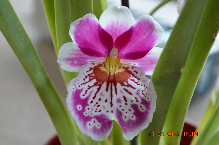 DSC_0489 - Miltonia